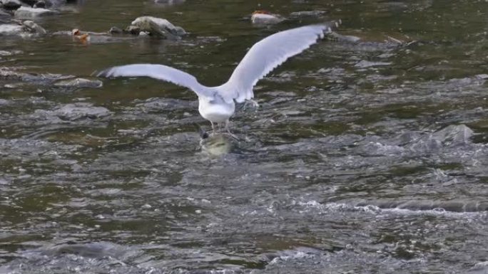 海鸥鸟踩在死鲑鱼尸体上，在浅河中以其为食