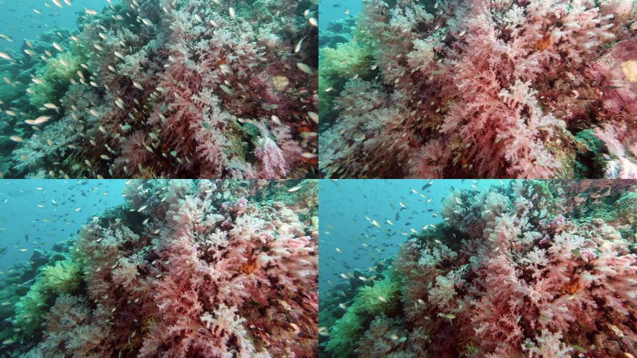 色彩斑斓的珊瑚礁背景与热带鱼群