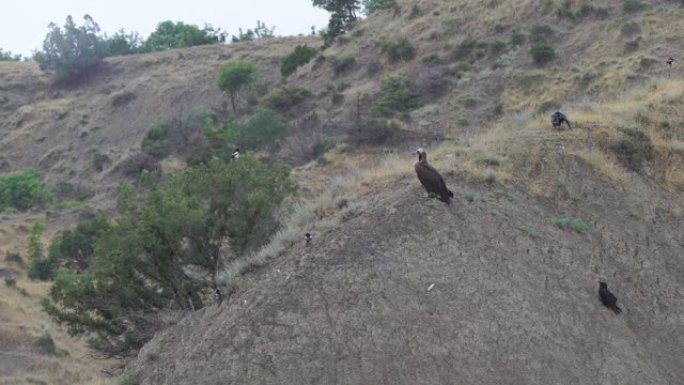 黑美洲鹫 (Aegypius monachus) -阿塞拜疆
