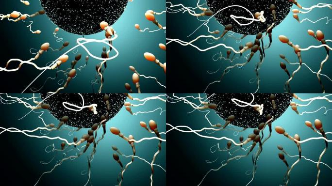 受精，精子马拉松使卵子受精