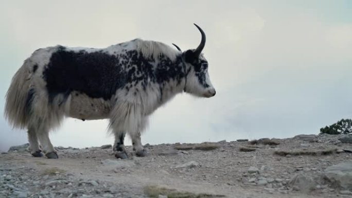 野生尼泊尔牦牛有趣地咀嚼并思考全球变暖，然后在注意到尼泊尔丁博奇附近拍摄的4k镜头时停止进食。