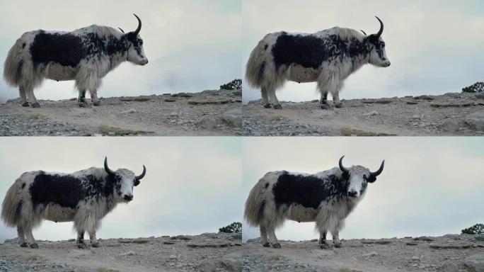 野生尼泊尔牦牛有趣地咀嚼并思考全球变暖，然后在注意到尼泊尔丁博奇附近拍摄的4k镜头时停止进食。