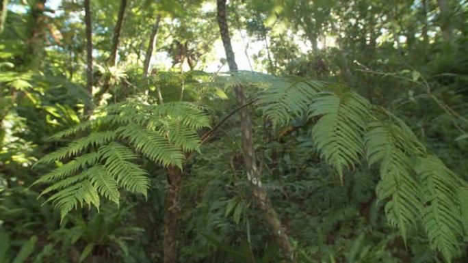 带有阳光的雨林蕨类植物会引起镜头闪烁温暖的夏季热带风光