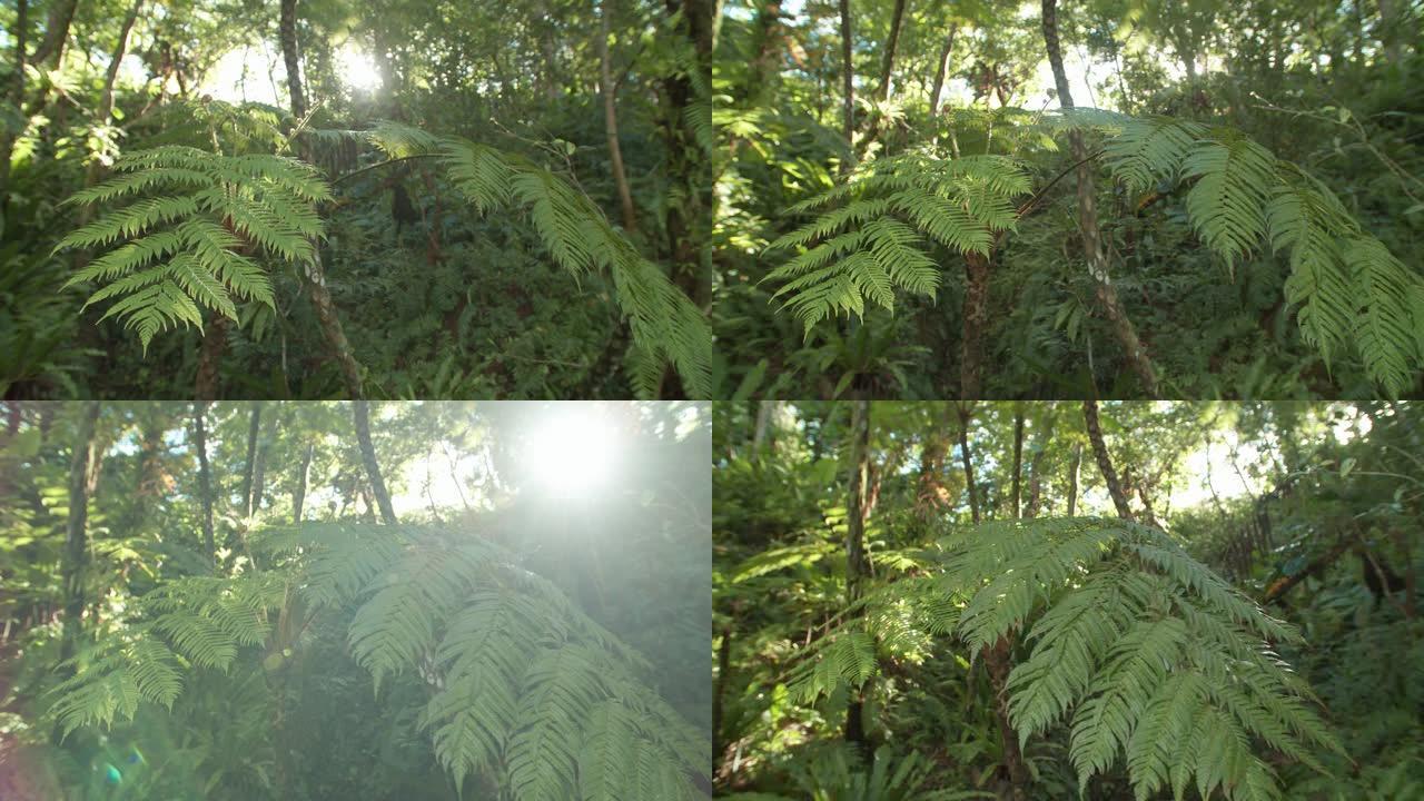 带有阳光的雨林蕨类植物会引起镜头闪烁温暖的夏季热带风光
