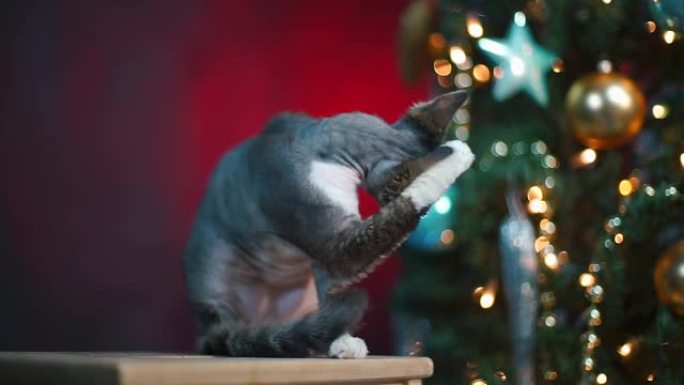 猫在圣诞树的背景上舔一只爪子。