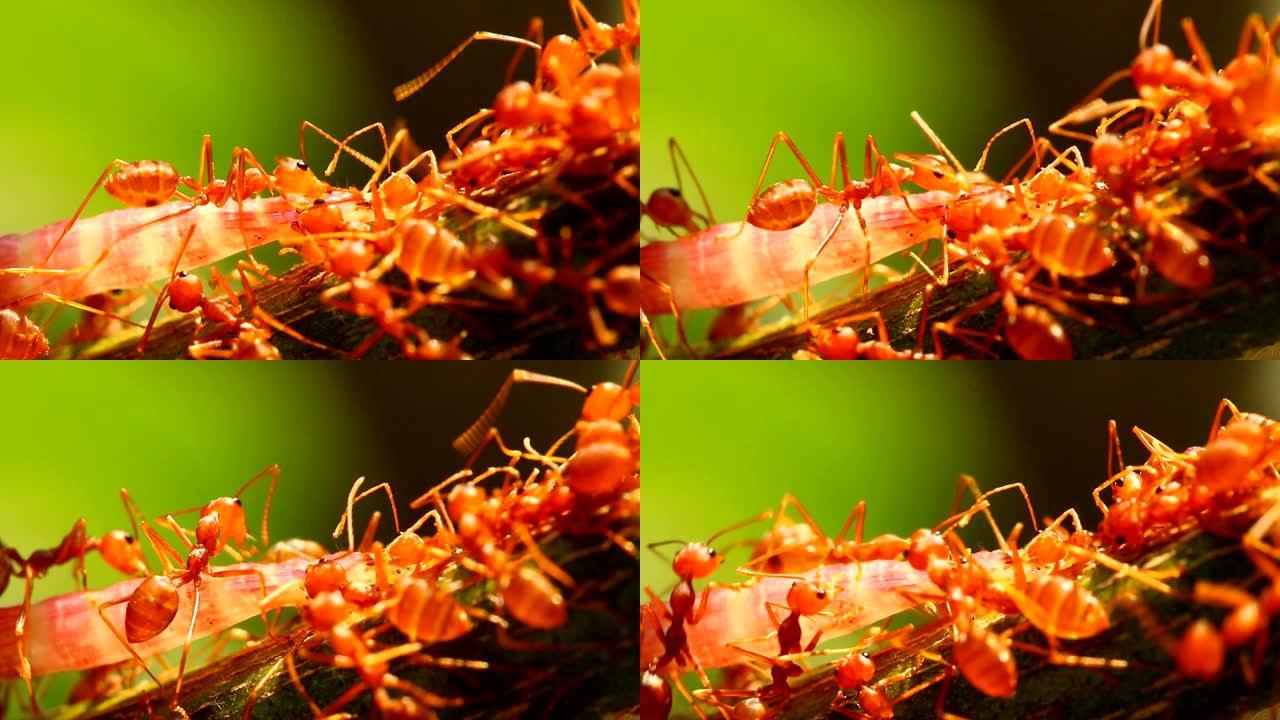 蚂蚁在树枝上咬和拔虫