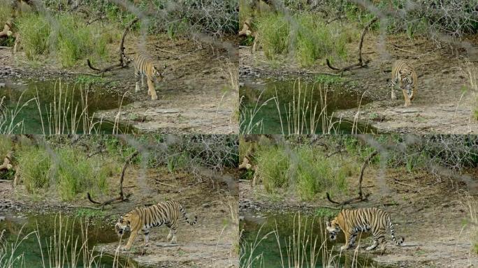 老虎饮用水
