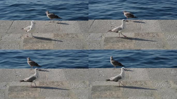 海鸥在海堤上行走公园海边鸟