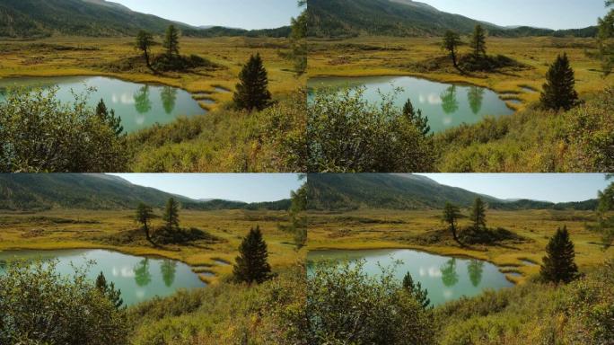 俄罗斯阿尔泰的山湖。湖周围风景如画的黄色田野。