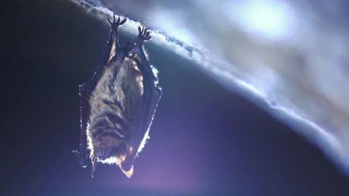 关闭奇怪的动物Natterer的蝙蝠Myotis nattereri倒挂在冷砖拱形地窖的顶部，并在冬