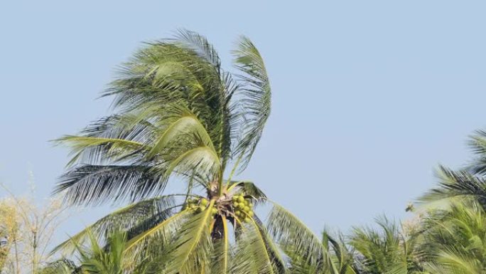 椰子树被大风损坏了。