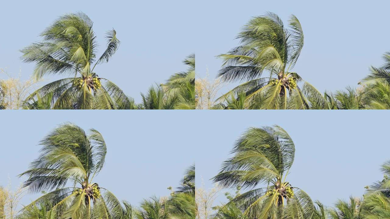 椰子树被大风损坏了。