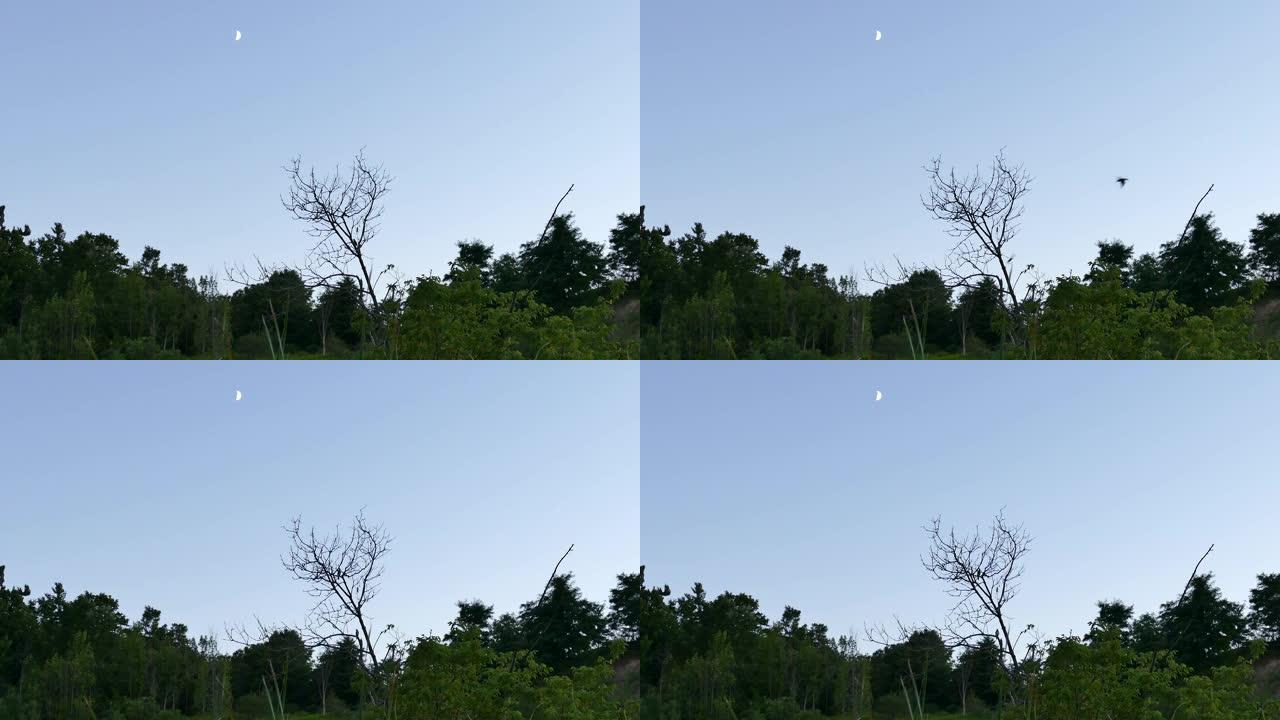 加拿大黎明时分，鸟儿在月亮下面的树上飞翔和降落