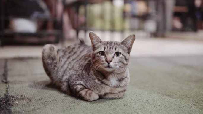 坐在地板上的肖像条纹小猫。