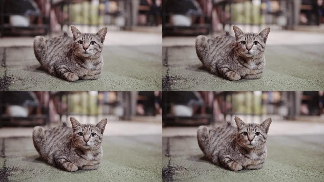 坐在地板上的肖像条纹小猫。