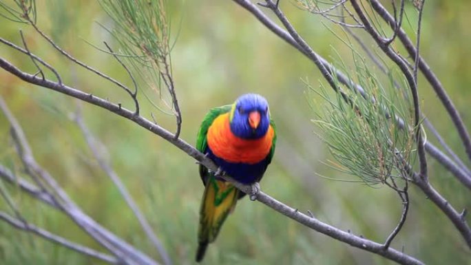 Technicolour lorikeet