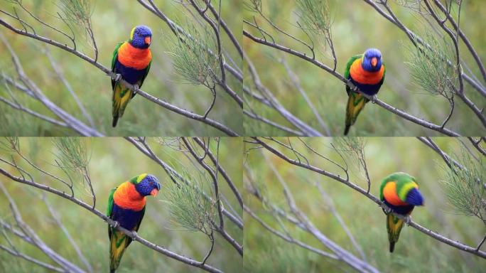 Technicolour lorikeet