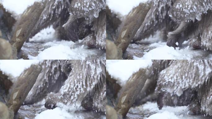 日本猕猴的手在雪地和岩石中觅食。