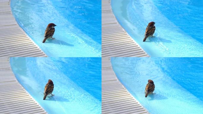 麻雀在游泳池喝水洗澡慢动作180fps