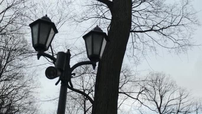 公园里树和天前没有点亮的旧路灯的顶部。
