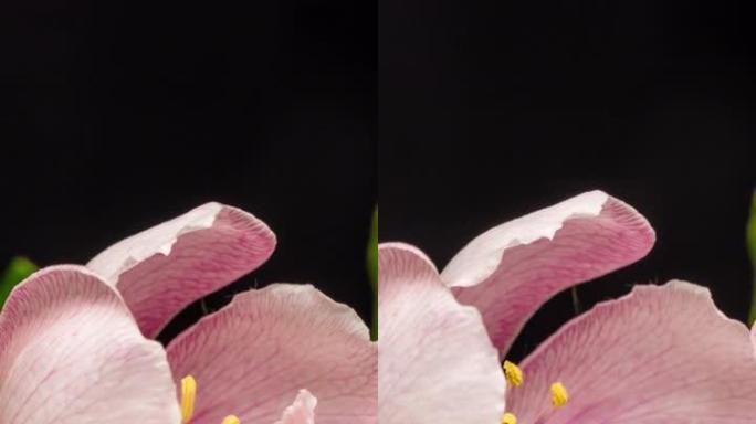 梅花盛开的垂直格式延时4k视频。春季Cydonia oblonga开花的视频。适用于手机和社交媒体的