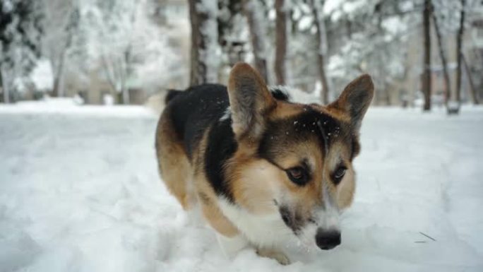可爱的有趣和好奇的三色彭布罗克威尔士柯基狗在公园的深雪中散步，寻找一些东西并嗅探
