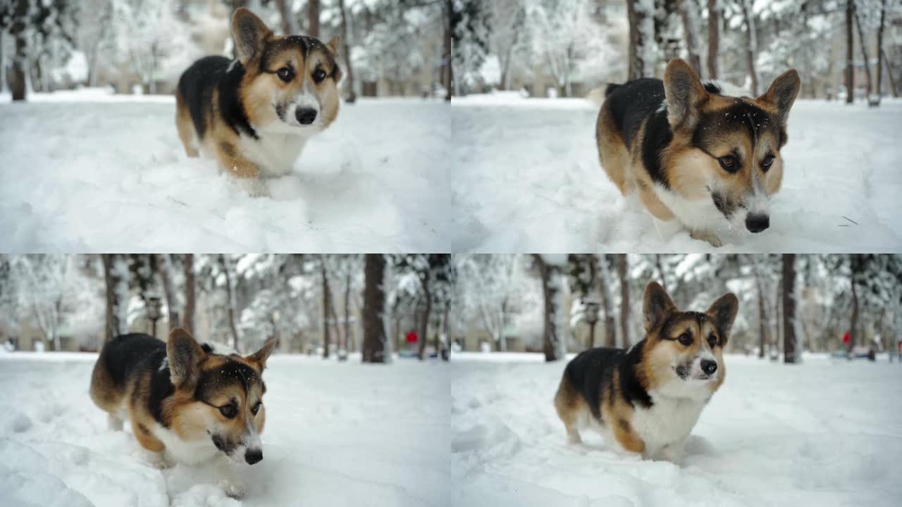 可爱的有趣和好奇的三色彭布罗克威尔士柯基狗在公园的深雪中散步，寻找一些东西并嗅探