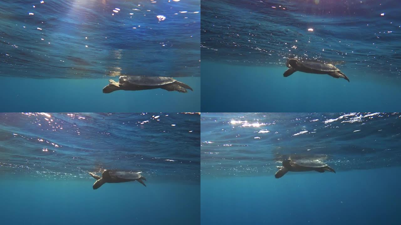 玳瑁 (Eretmochelys imbricata) 在海里游泳。