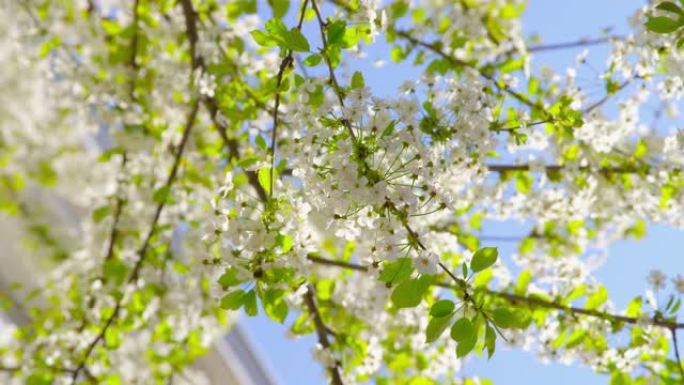 樱花-特写，在阳光明媚的日子里展示了一棵郁郁葱葱盛开的樱桃树的美丽白花-浅景深