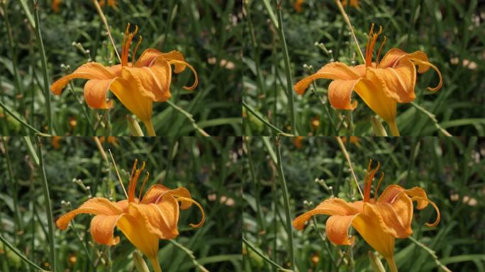 花园4k中Hemerocallis fulva虎的特写橙色花蕾