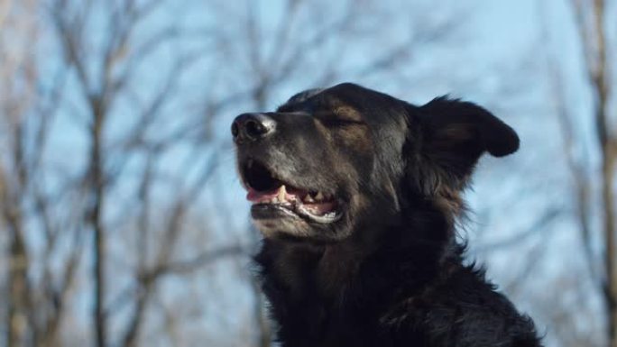 黑狗枪口的肖像，背景是蓝天。狗枪口的不同部位集中。慢动作户外的成年狗。