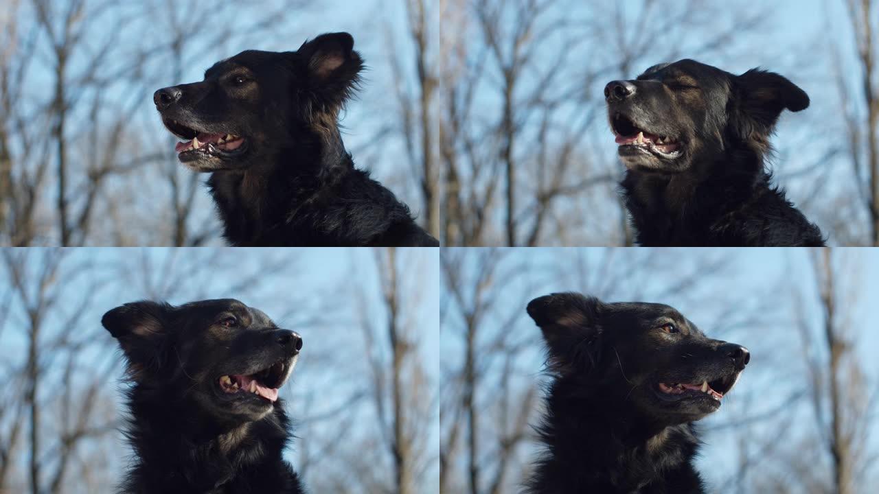 黑狗枪口的肖像，背景是蓝天。狗枪口的不同部位集中。慢动作户外的成年狗。