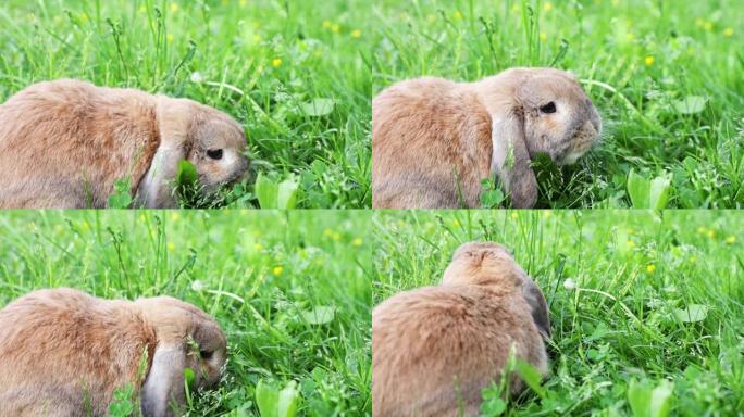 垂耳兔在草坪上跳跃，咀嚼草。矮兔在日落时繁殖公羊。夏日。