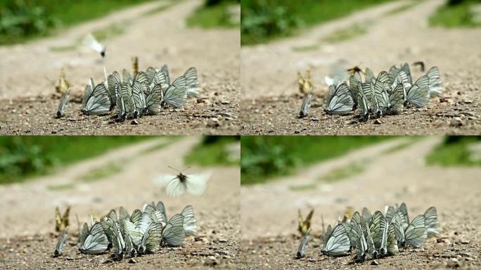 特写慢动作山区吸收养分并在地面上爬行的一群带有青色翅膀的蝴蝶。大自然中一群五颜六色的蝴蝶。