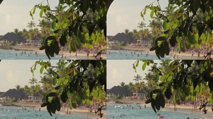 海滩上的加勒比海树叶