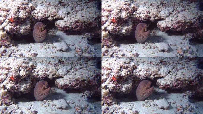 黄嘴海鳗-裸胸鱼。印度洋，马尔代夫