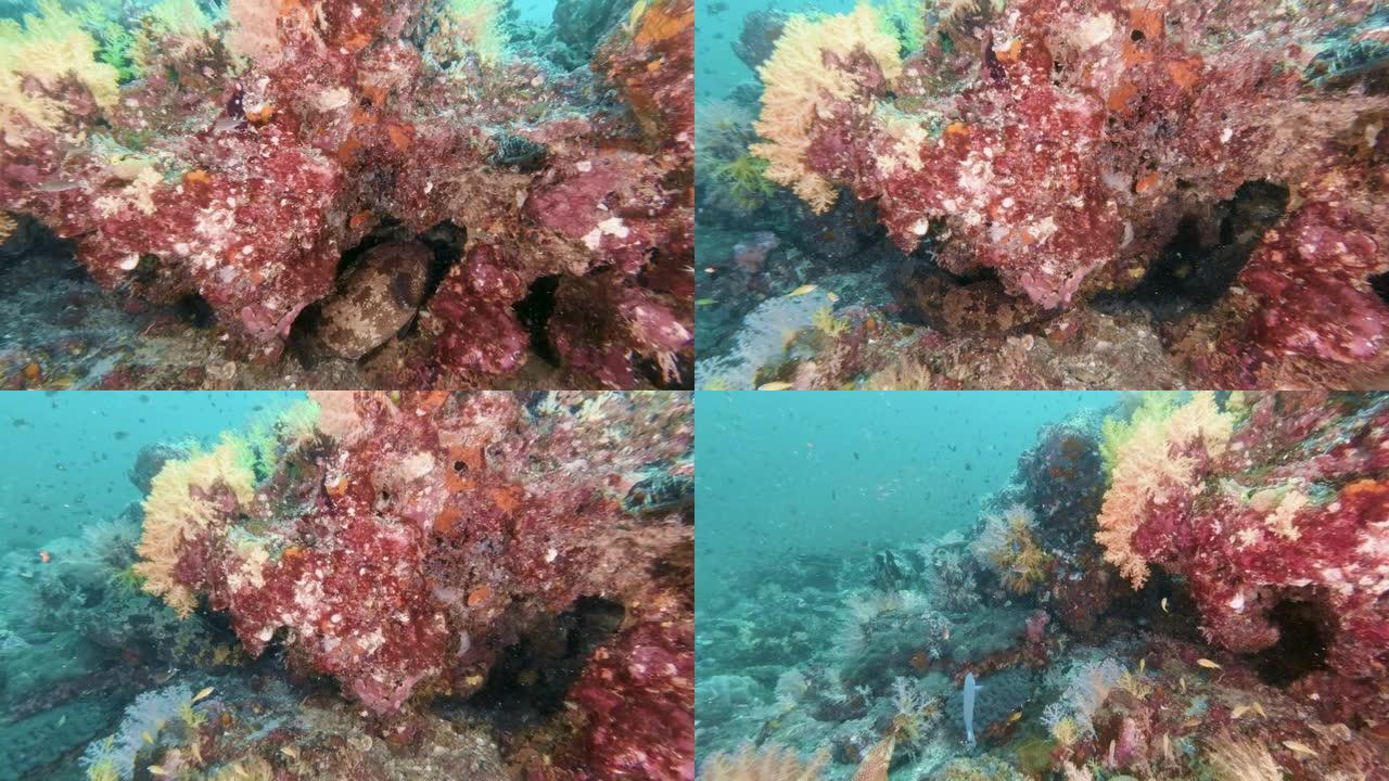 棕色大理石石斑鱼 (Epinephelus fuscoguttatus) 在热带水下珊瑚礁上游泳