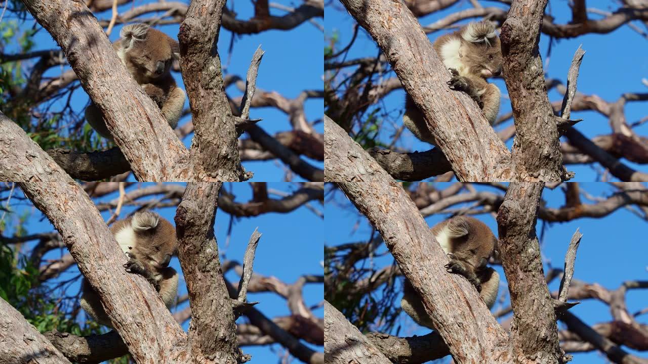 考拉-澳大利亚树上的phascolactos cinereus，面对面攀爬，吃饭，看着，在澳大利亚的