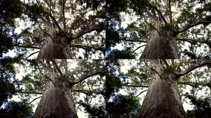 新西兰自然原始森林中的巨大贝壳杉树