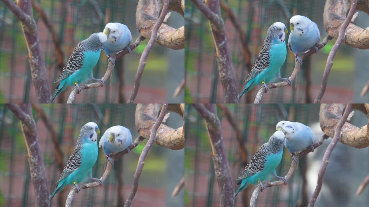 蓝色虎皮鹦鹉鹦鹉情侣接吻，表达爱意的鸟类，来自澳大利亚的彩色热带鹦鹉