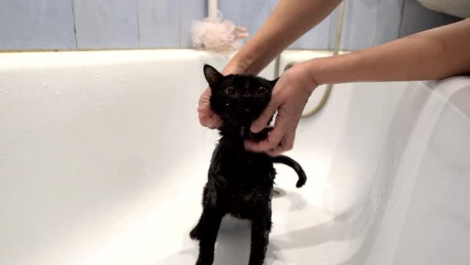 女孩在白色的浴缸里用肥皂和按摩一只黄色眼睛的黑猫，他害怕地环顾四周。不露面。照顾动物。生活方式。概念