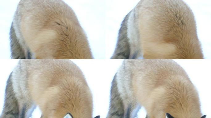 白雪背景的冬天，红色狐狸的厚实健康背毛