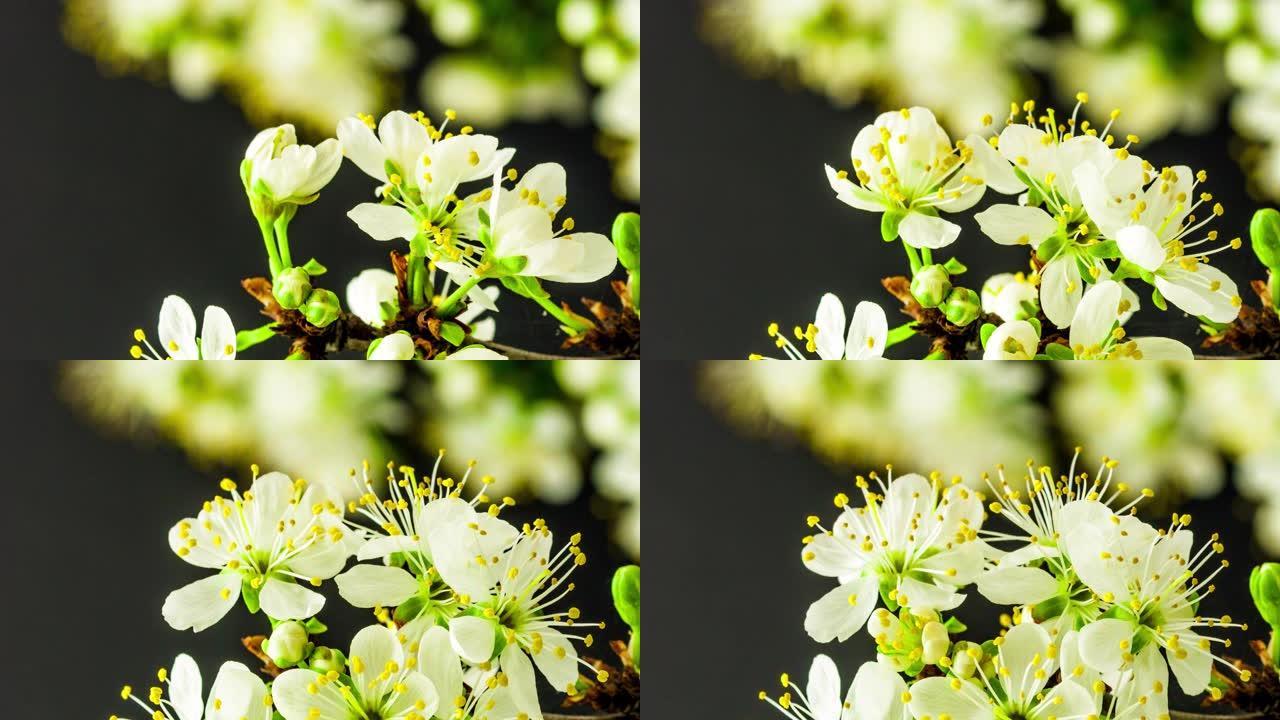 4k垂直延时的梅树花开并在黑色背景上生长。盛开的李子花。9:16比例的垂直时间流逝手机和社交媒体准备