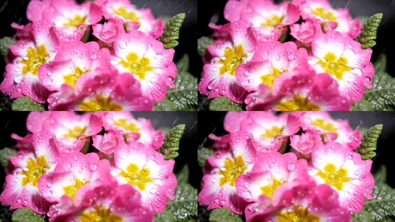 用水滴拍摄粉红色报春花。落在花瓣上的露珠。从花上掉下来的雨滴特写。紫色的花瓣上有水滴。慢动作。
