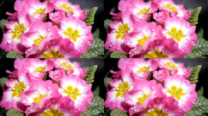 用水滴拍摄粉红色报春花。落在花瓣上的露珠。从花上掉下来的雨滴特写。紫色的花瓣上有水滴。慢动作。