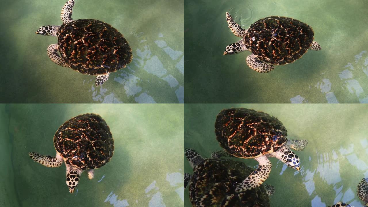 幼年玳瑁幼崽新生在苗圃池塘游泳。海龟保护中心。泰国