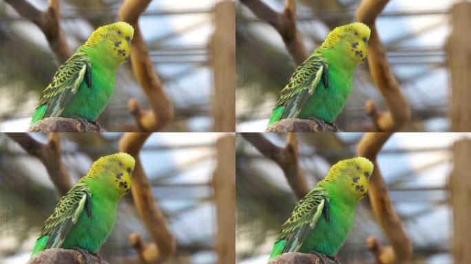 虎皮鹦鹉的特写镜头，来自澳大利亚的流行彩色长尾小鹦鹉
