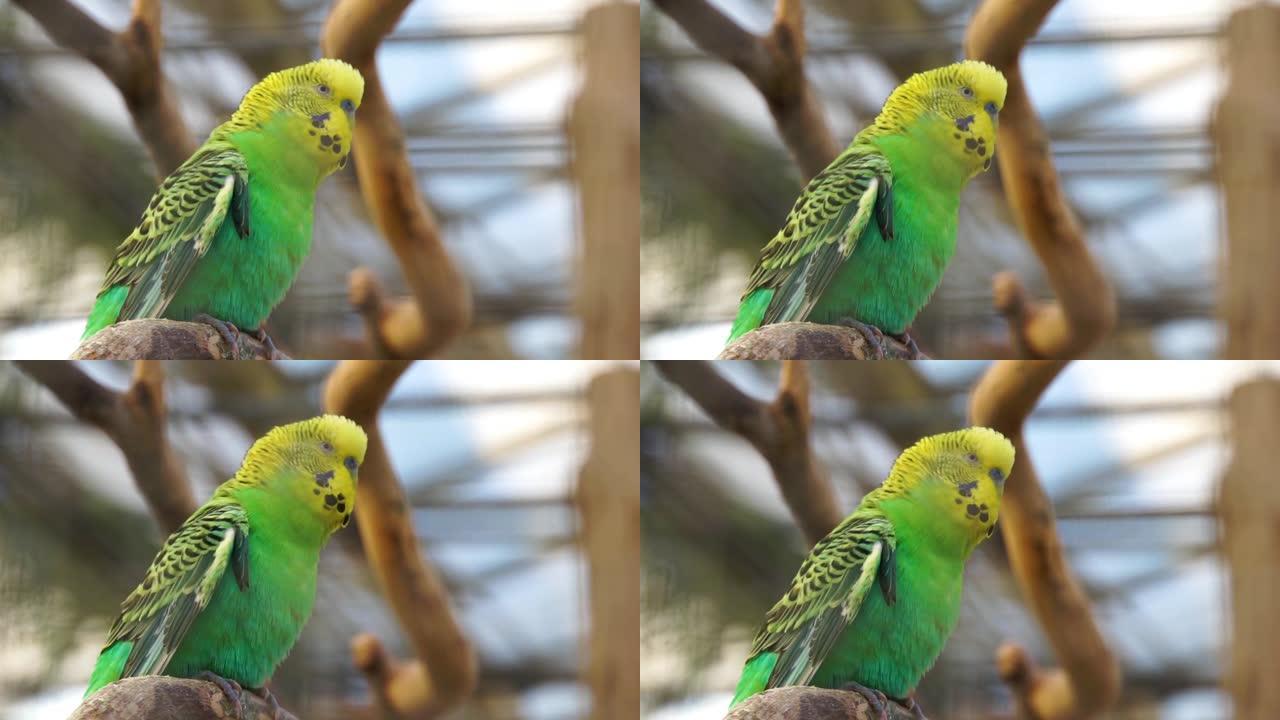 虎皮鹦鹉的特写镜头，来自澳大利亚的流行彩色长尾小鹦鹉