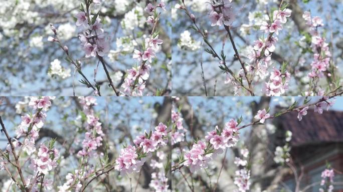 美丽的春天阳光明媚的花卉背景。在蓝天下孤立的杏树美丽花朵的特写视图。实时满