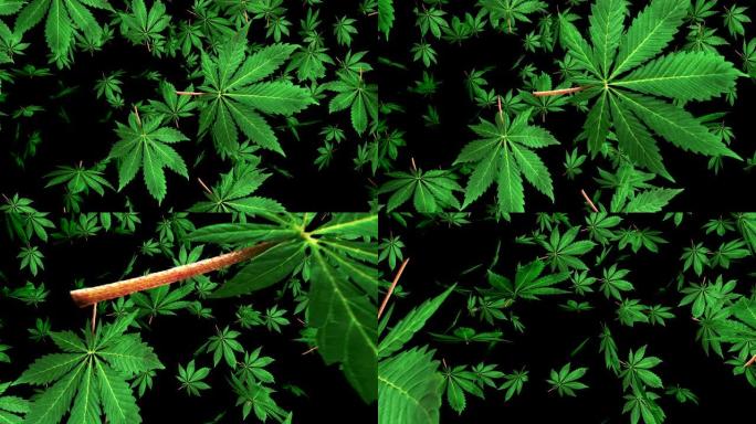 飞行大麻的叶子